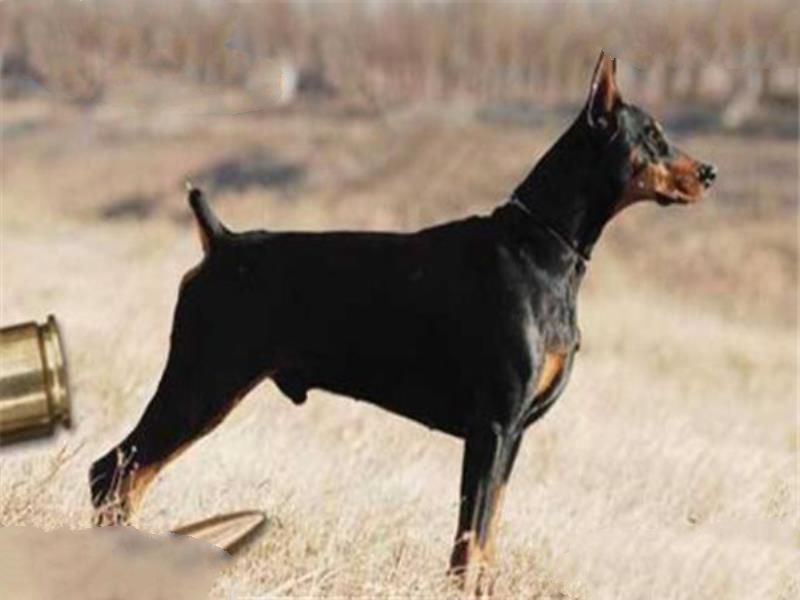 世界十大猛犬排名 杜高犬打得过野猪，你认识哪几种