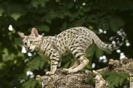 世界十大最名贵猫排行榜 最名贵猫介绍