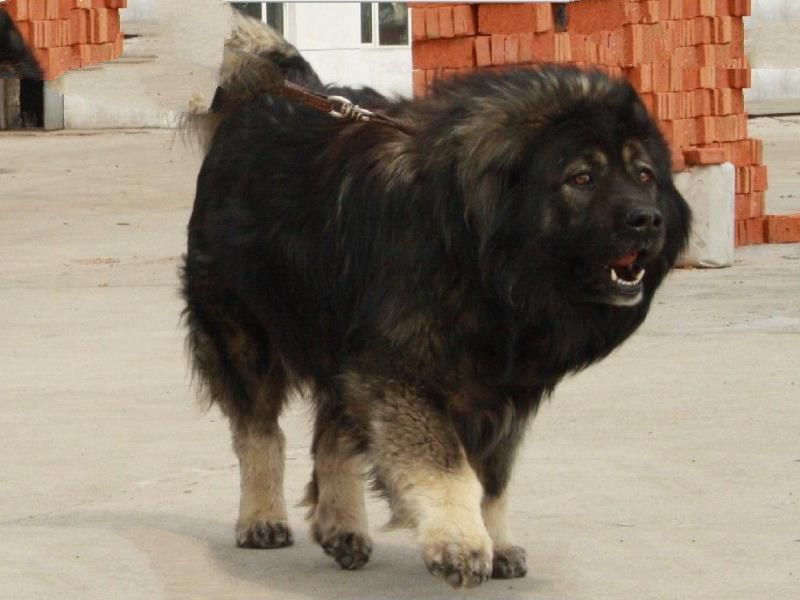 世界上最凶的犬：高加索犬