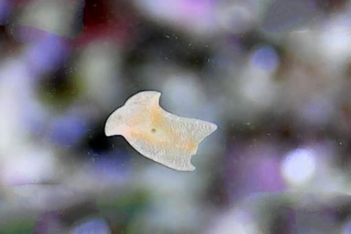 杀不死的十大生物，面对核武器都鄙夷不屑
