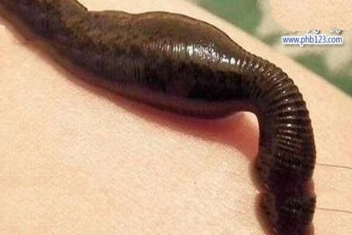 世界上最恐怖的吸血生物：暴君水蛭，丛林恐怖杀手(人类多次中招)
