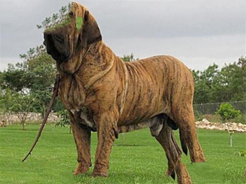 世界最凶的狗十大排行榜 加纳利犬每年致死率全球居前列
