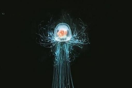 地球唯一不死的生物：灯塔水母不断的返老还童达到永生