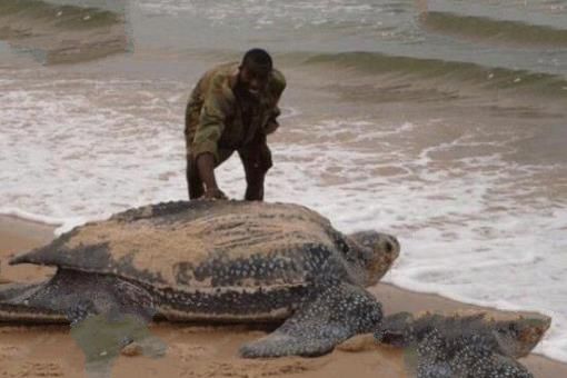 世界上最可怕的乌龟：棱皮海龟口内布满数千根尖齿