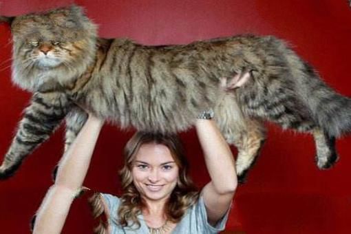 世界上最大的猫排行榜 十大大型宠物猫品种