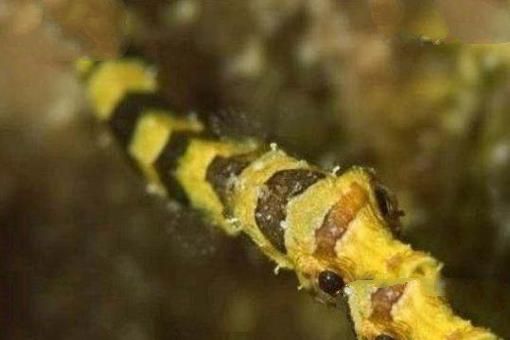 尖嘴鱼(Pipefish)