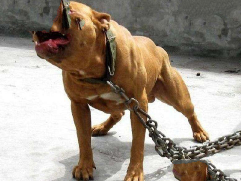 世界十大最凶猛狗 比特犬最凶猛，藏獒仅列第五