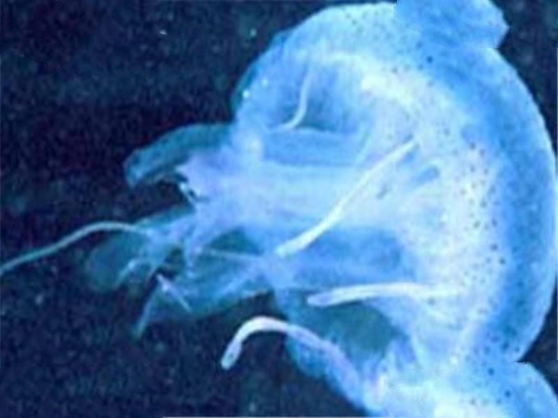 世界十大毒物 澳洲方水母遇见则躲,眼镜王蛇攻击起来毫不留情