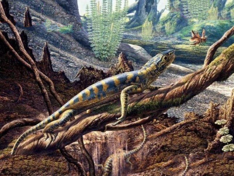 石炭纪十大恐怖生物 揭晓石炭纪生物大灭绝真相