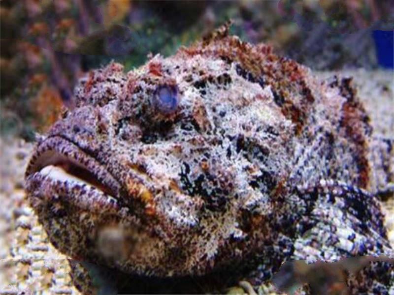 世界十大有毒生物 遇箱形水母必躲，黑曼巴蛇致死率100%