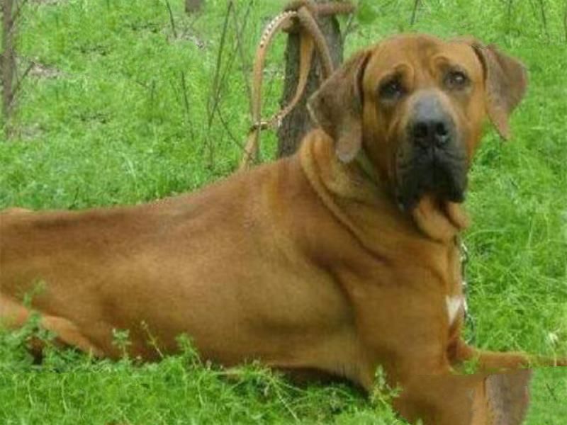 世界十大凶悍猛犬 高加索犬生存能力强，土佐斗犬被多国禁养