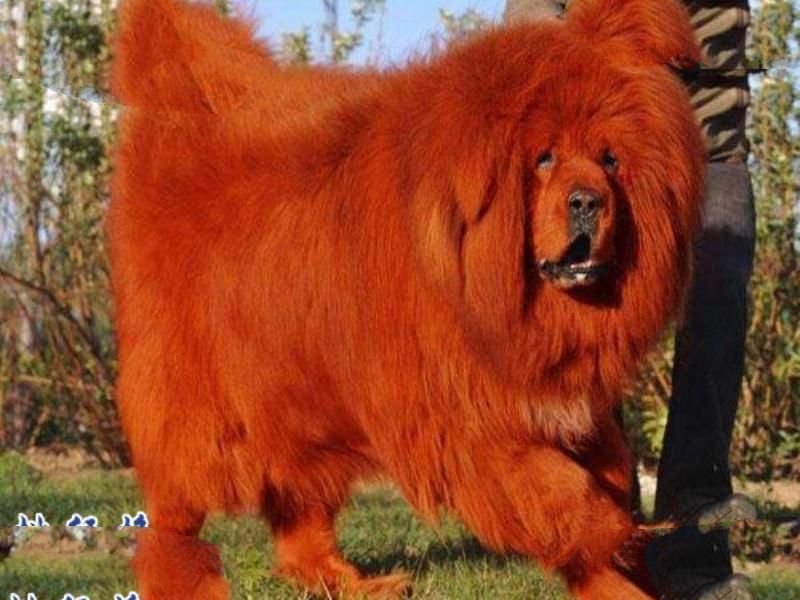 世界上最贵的藏獒：纯红藏獒可换北京一环一套房(售价1000万)