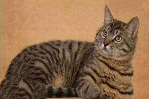中国土猫有哪些品种？中国土猫品种排行榜