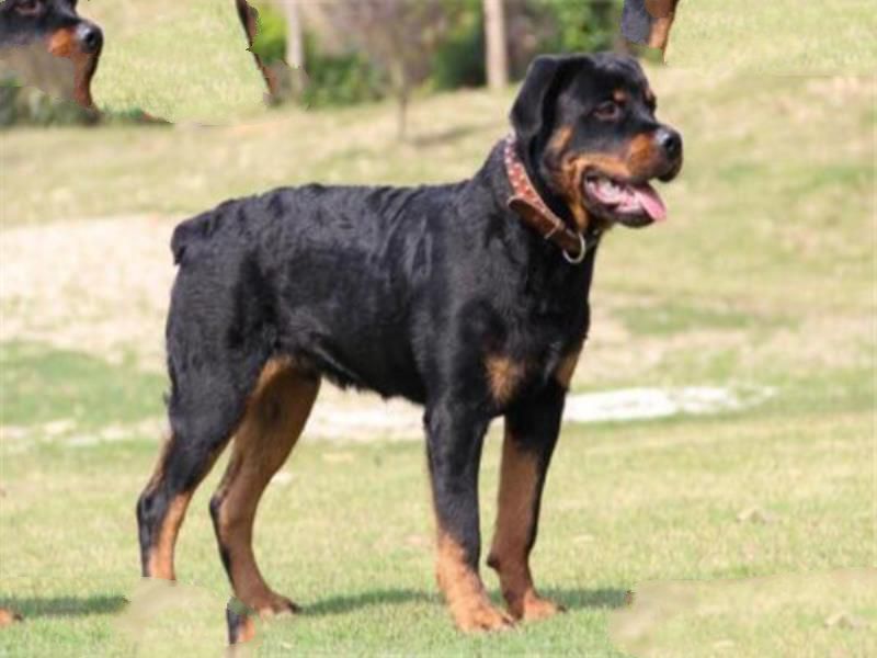 世界十大最凶猛的军犬 中国昆明犬上榜，个个凶猛无比