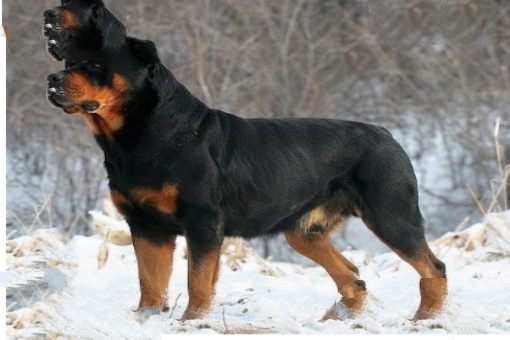 世界十大猛犬，藏獒仅第六，第一不知疼痛！