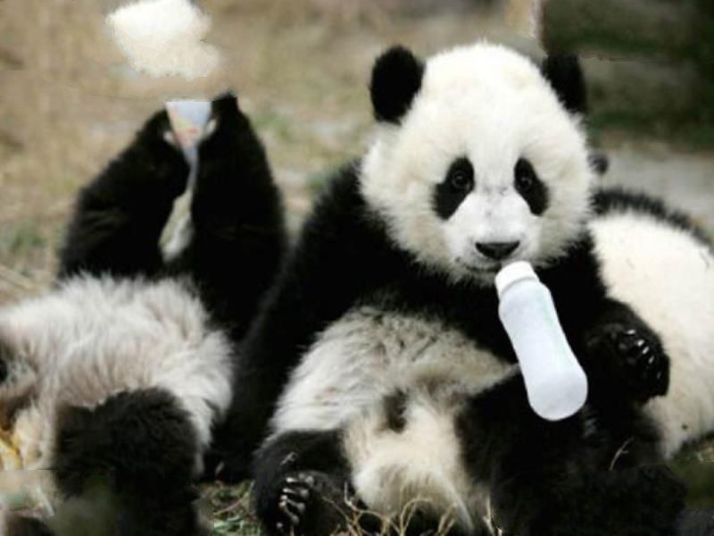 中国十大濒危物种
