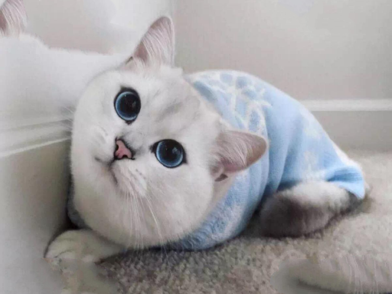 世界十大最漂亮的猫 优雅还是可爱，你喜欢哪种