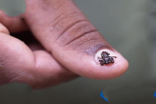 世界最小的生物 最小还没有指甲大
