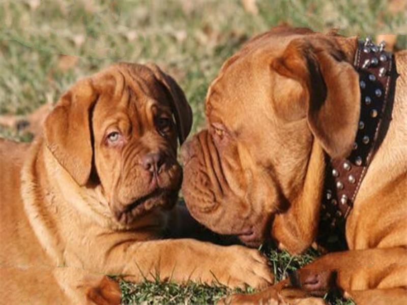 世界十大护卫犬 加纳利犬比藏獒还猛，第一养起来很贵