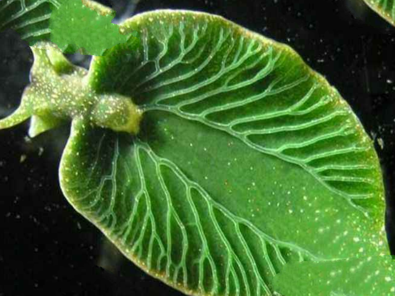 世界十大不可思议的生物 第三名可以永生不死，第二外形怪异