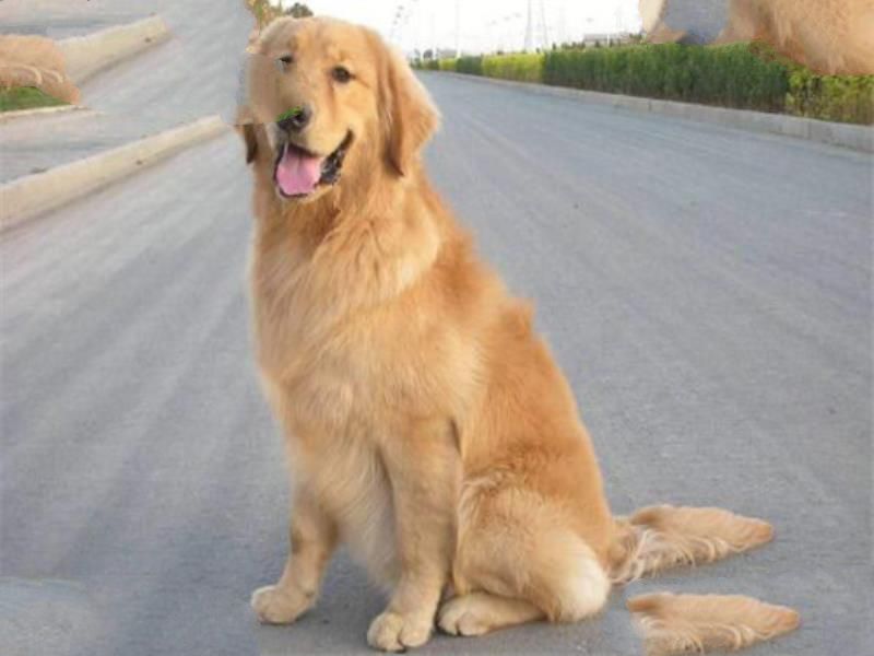 世界十大名犬 秋田犬感动了全世界，贵宾犬气质很高贵