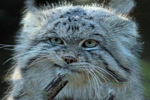 世界上最凶猛的猫:帕拉斯猫