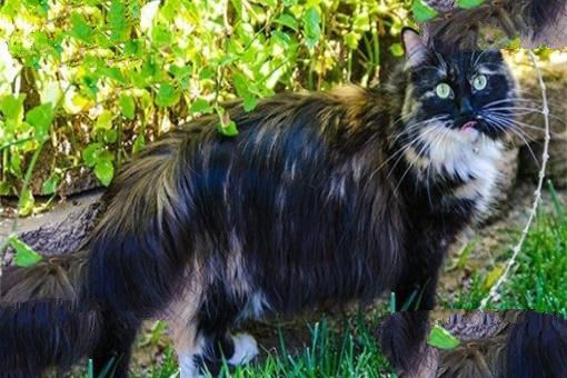 世界上猫毛最长的猫：最长可达25.68厘米