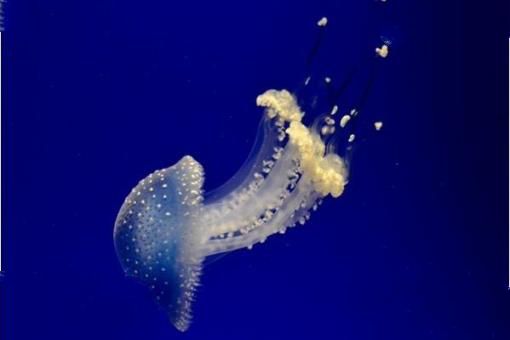 世界十大毒王排行榜 澳洲箱水母毒死人仅需30秒