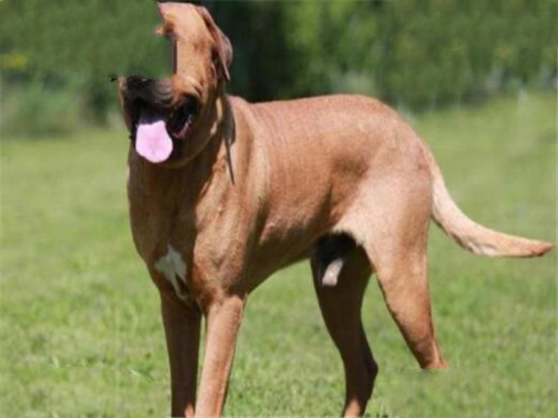 世界十大恶犬 加纳利犬致人死亡次数最多，第三竟然是国宝
