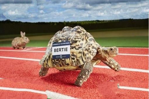 世界上跑的最快的乌龟：南非豹纹陆龟Bertie0.28米/秒，打破龟界记录