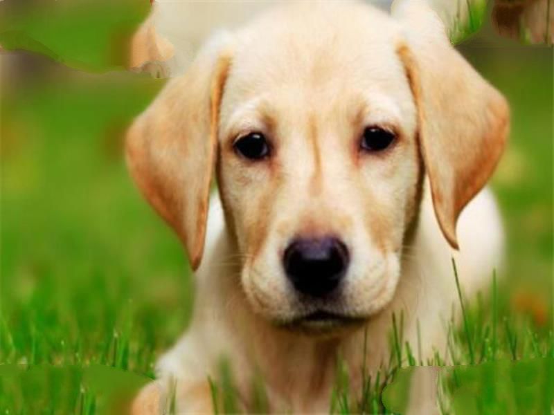 世界十大名犬智商排名 边境牧羊犬智商等同于八岁小孩