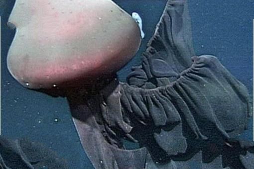 深海最恐怖的生物：冥河水母极像摄魂怪(体长可达11米)