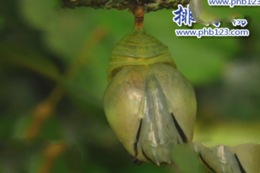 世界上最大的蝴蝶：传说中的蓝默蝶竟是最大的蝴蝶