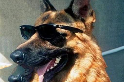 世界上最有钱的宠物：牧羊犬冈瑟四世（身家25亿人民币）