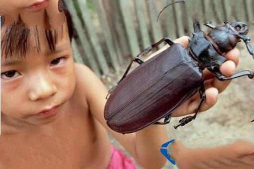 世界上最大的虫子是什么 南极巨虫吃掉海豹