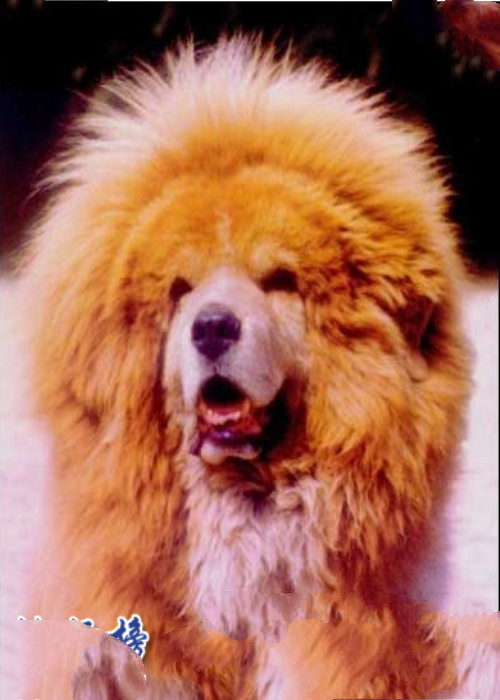 中国藏獒十大獒王排名，中国最有名的藏獒推荐