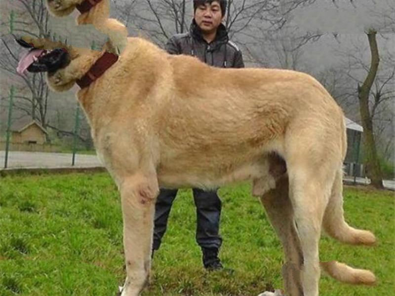 世界十大凶犬最新排名 第七被称为杀人犬，建议最好别养