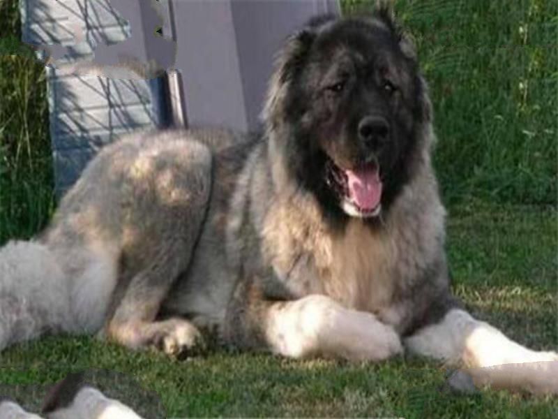 世界十大最凶悍猛犬 西藏獒犬上榜，比特犬异常凶猛