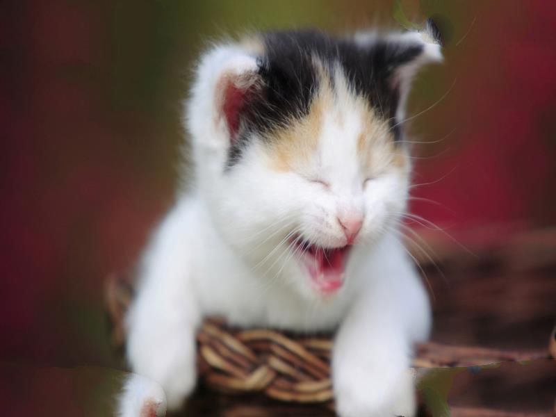 世界上最贵的猫排名：草原猫一只2万美元