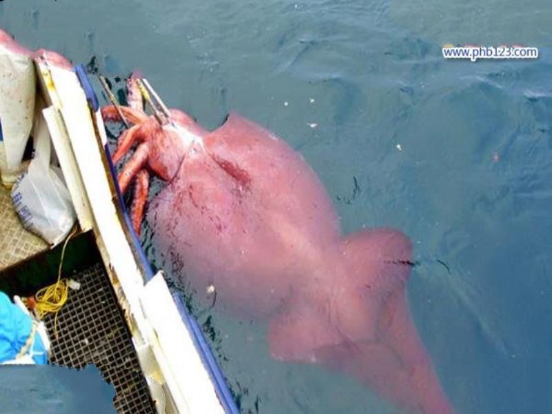 大王酸浆鱿是什么生物?世界上最大的乌贼(体重可达300公斤)
