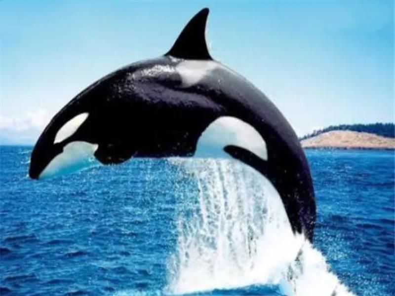 世界十大最凶猛动物 河马一口能咬死鳄鱼，猎人最怕巨型野猪