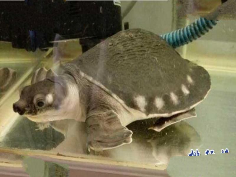 世界上最可爱的乌龟：猪鼻龟大眼萌面(深水龟玩家的最爱)