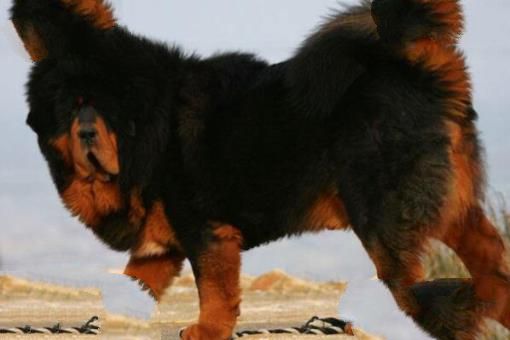 世界公认的犬中之王—犬中之王排名第一是谁