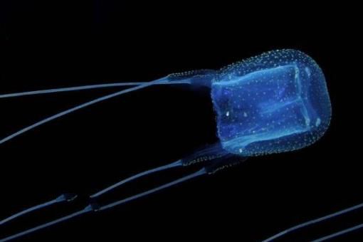 深海最恐怖的生物：冥河水母极像摄魂怪(体长可达11米)