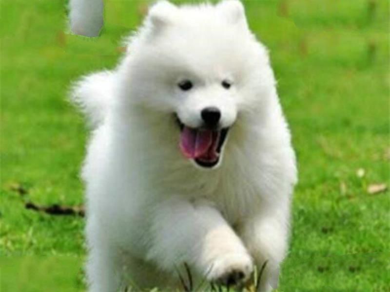 世界十大名狗排名 拉布拉多很讨人喜欢，牧羊犬大多成了警犬