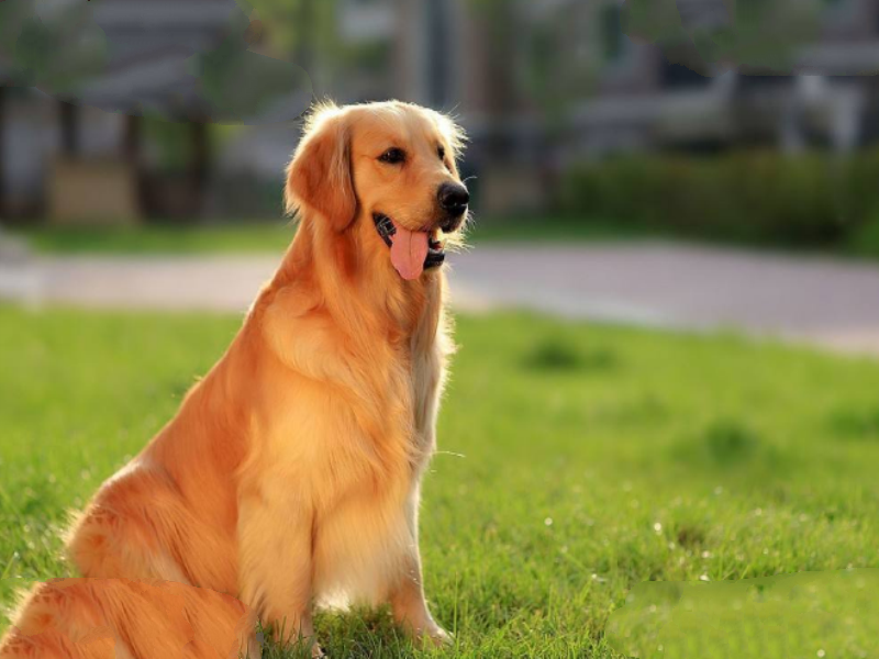 大丹犬