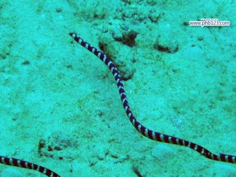 世界十大毒王排行榜 澳洲箱水母毒死人仅需30秒