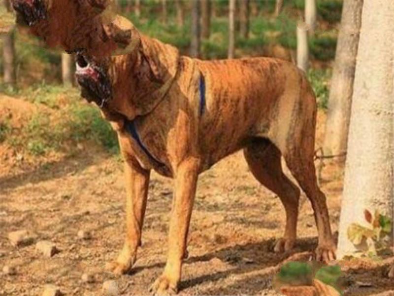 世界十大最凶猛的军犬 中国昆明犬上榜，个个凶猛无比