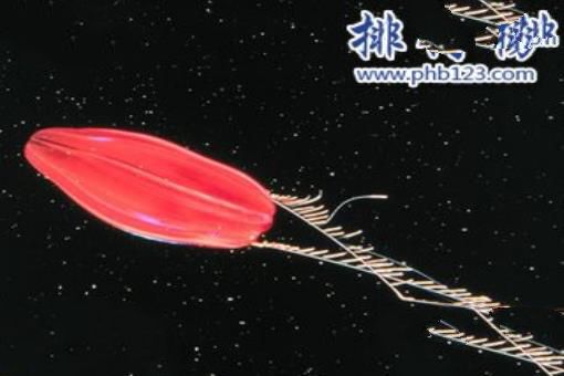 地球上最早的生物：栉水母（长相如外星生物）