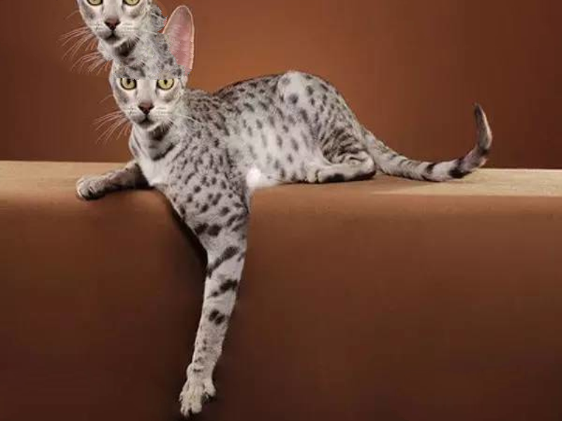 世界最贵的猫排行榜,阿什拉豹猫61万折耳猫英短最便宜